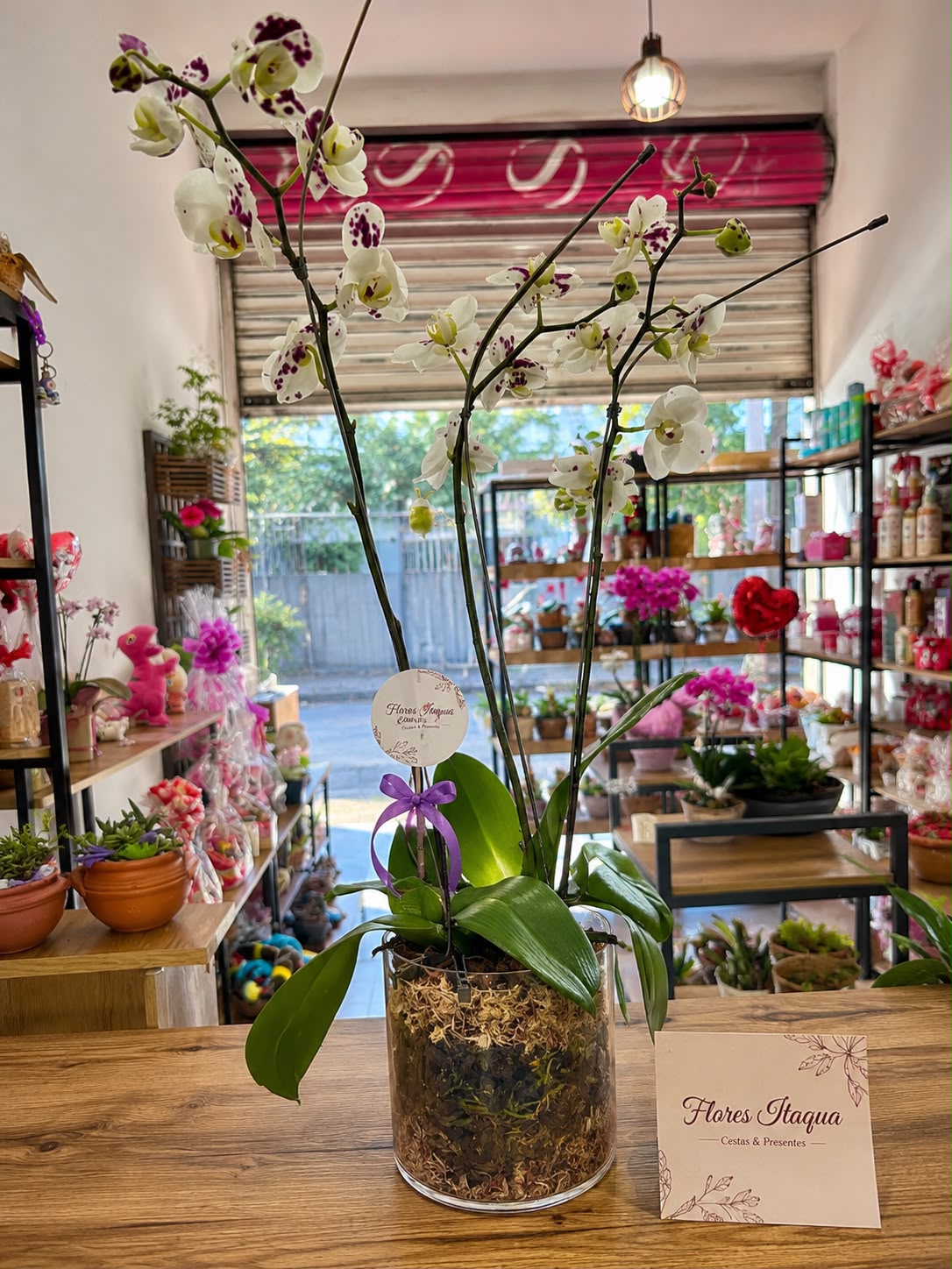 Comprar Orquídea no Vaso de VidrO na Itaqua Flores