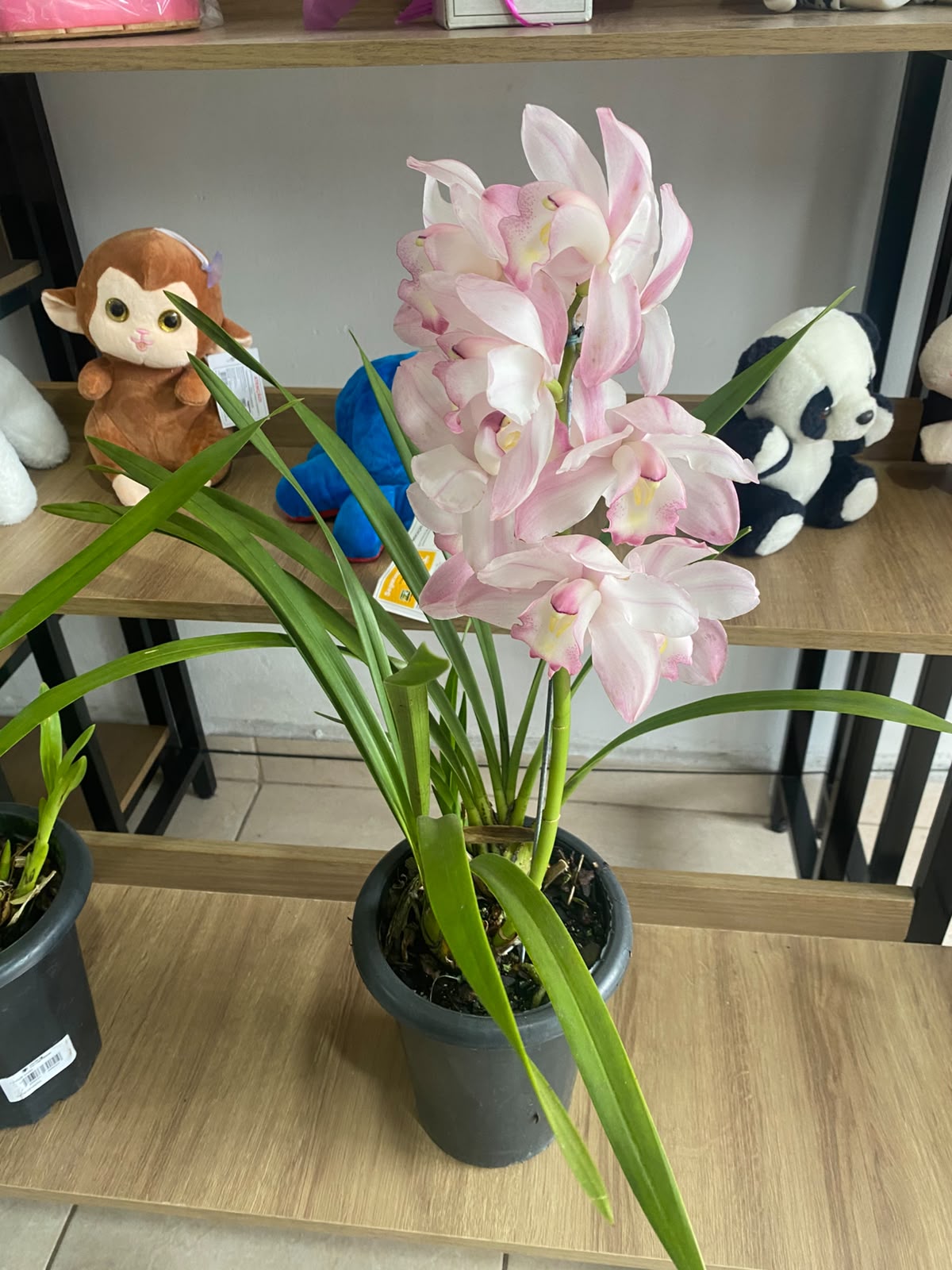 Comprar Orquídea Cymbidium na Itaqua Flores