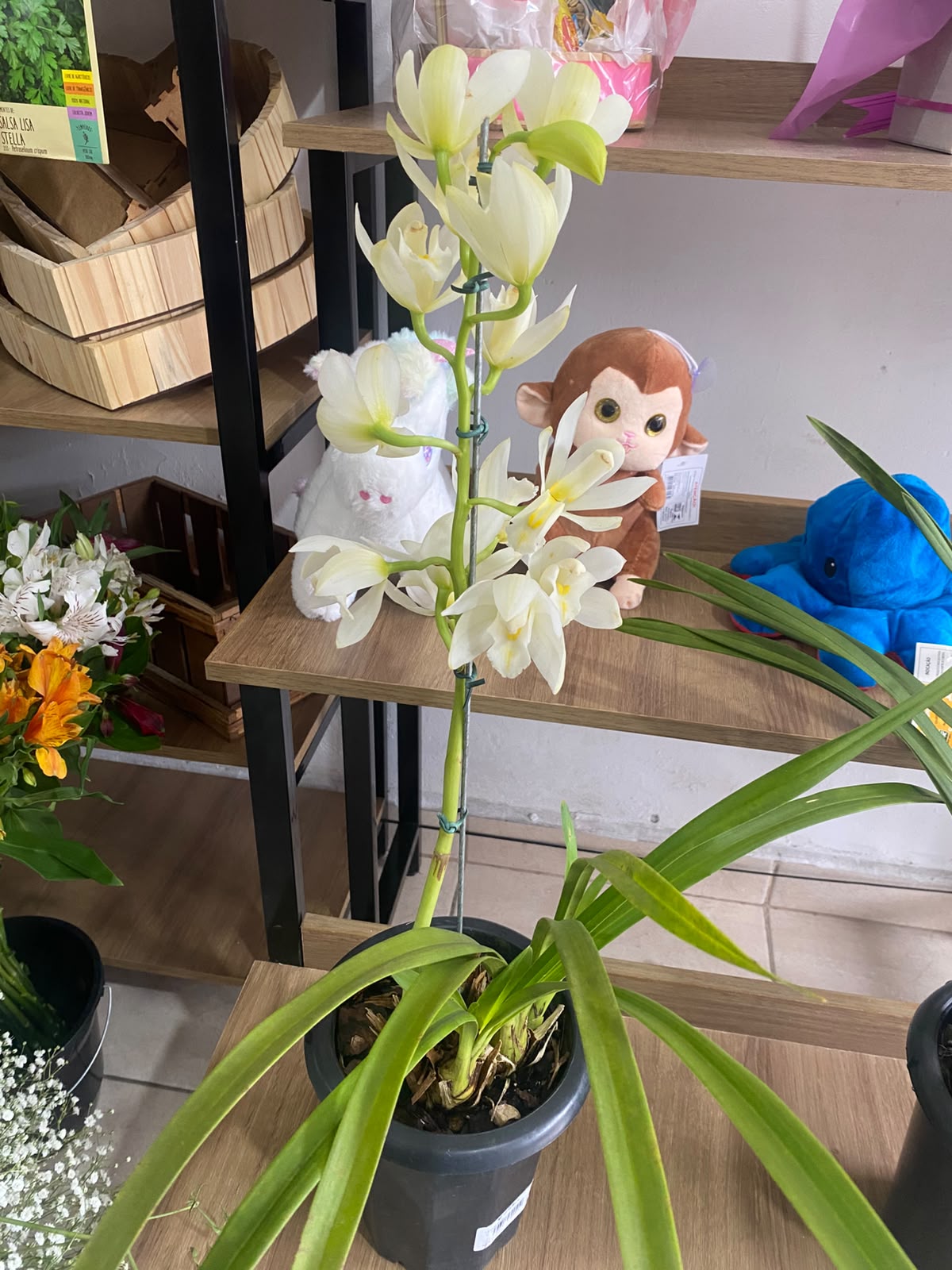Orquídea Cymbidium