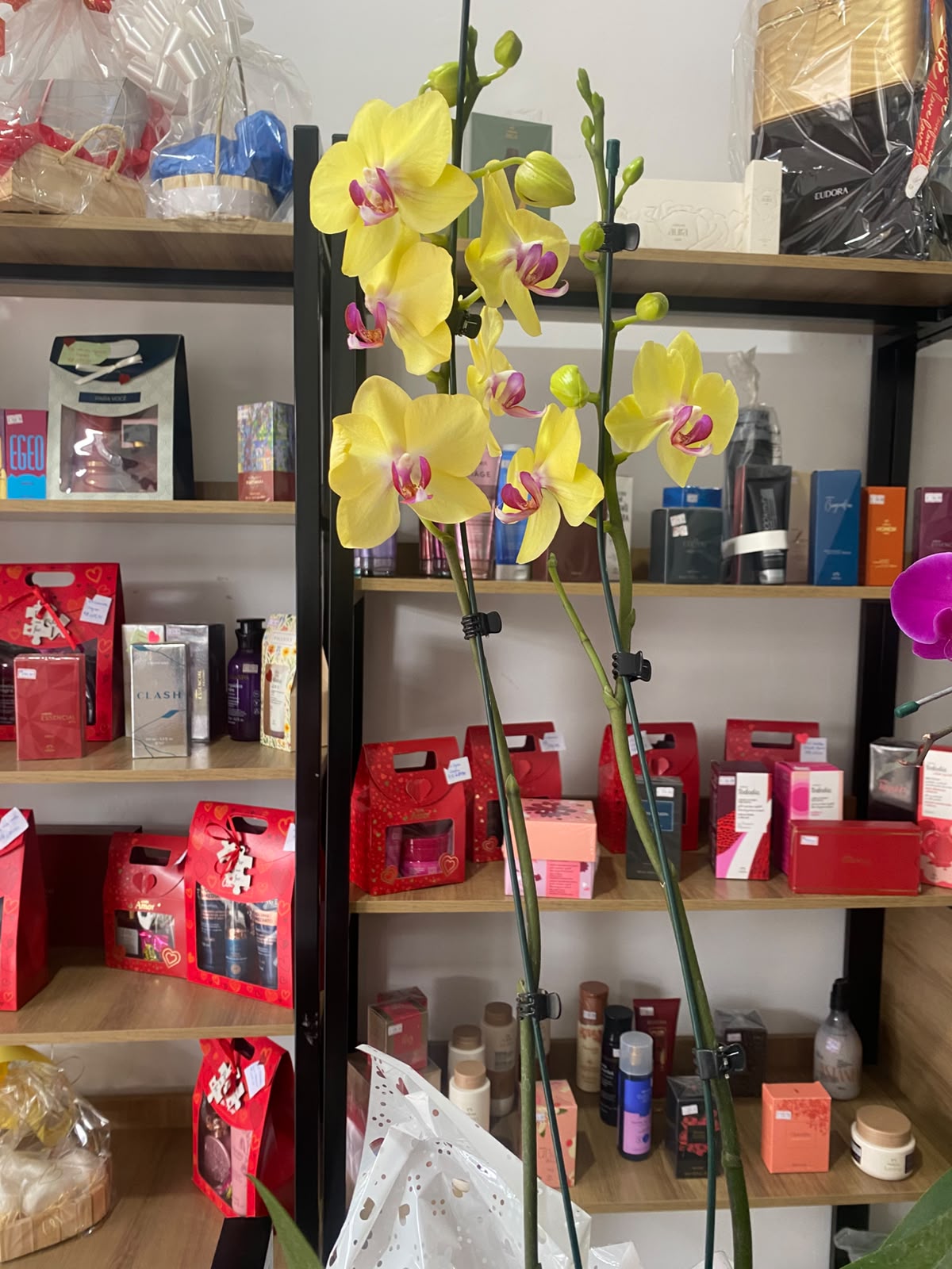 Orquídea Phalaenopsis