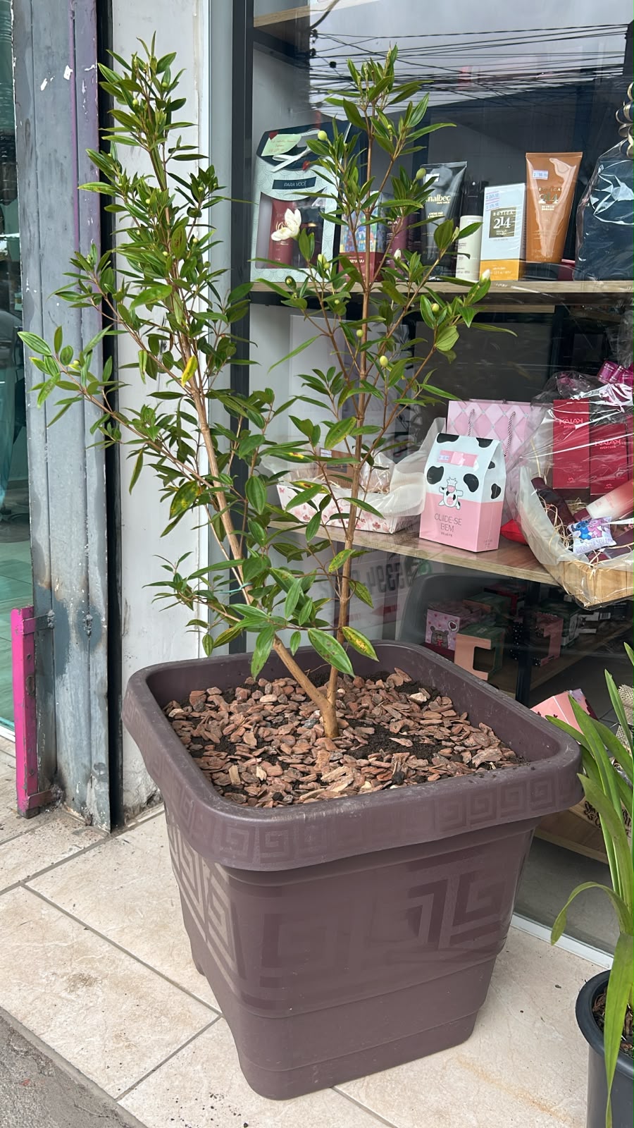 Comprar Manacá na Itaqua Flores