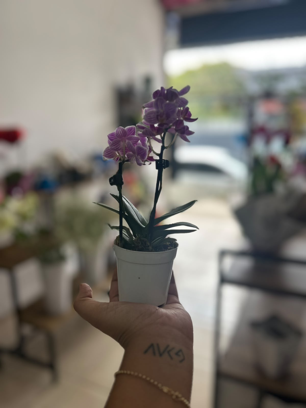 Comprar Mini Orquídea na Itaqua Flores