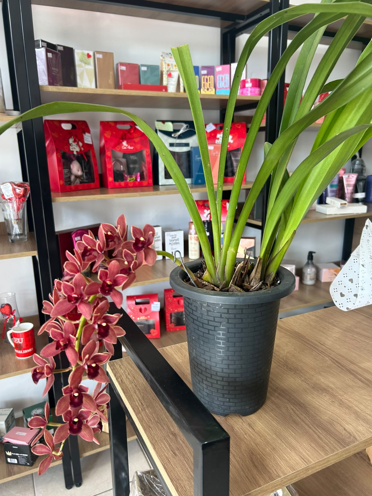 Comprar Orquídea Cymbidium Chocolate na Itaqua Flores